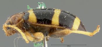 Media type: image;   Entomology 18770 Aspect: habitus lateral view